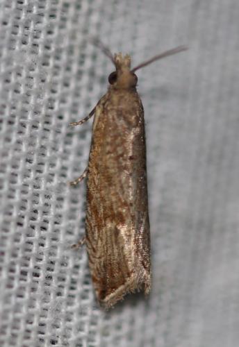 Réf. 342 245 : Bactra sp.